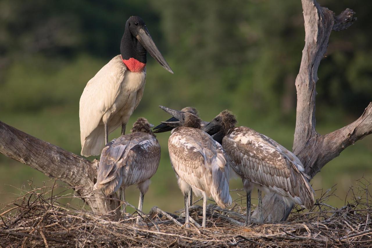 Southwild Pantanal Lodge Pixaim Luaran gambar