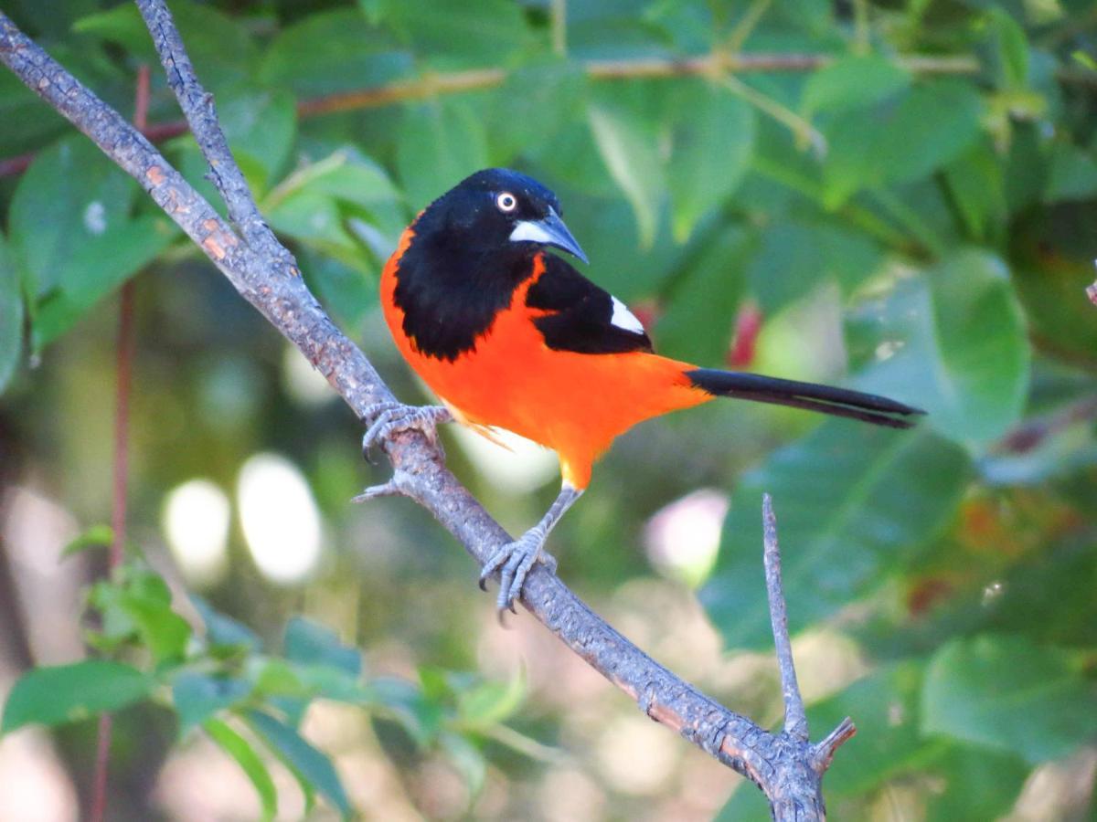 Southwild Pantanal Lodge Pixaim Luaran gambar