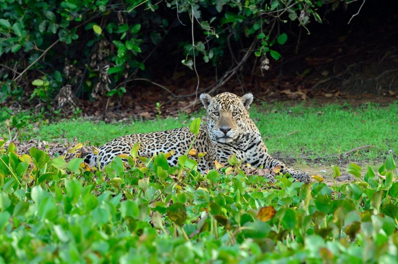 Southwild Pantanal Lodge Pixaim Luaran gambar