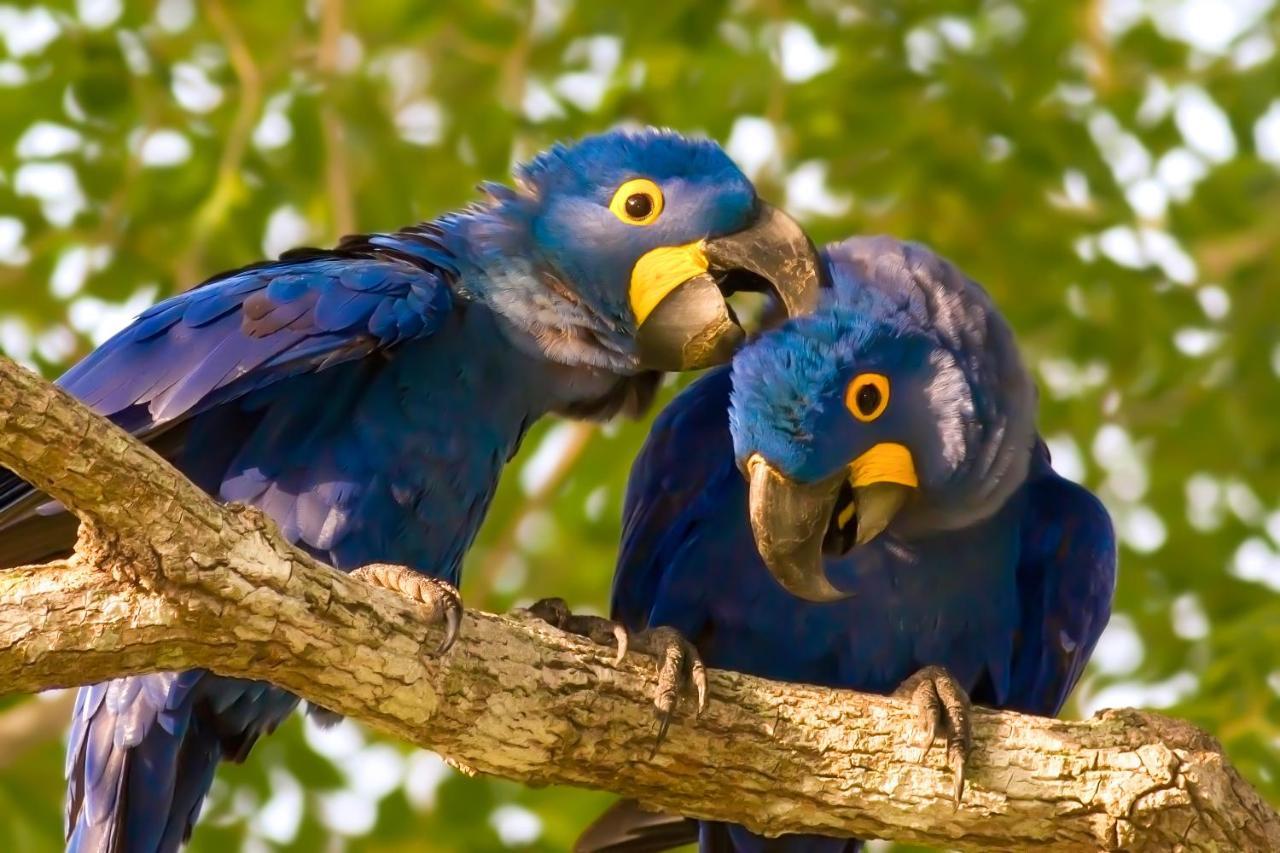Southwild Pantanal Lodge Pixaim Luaran gambar