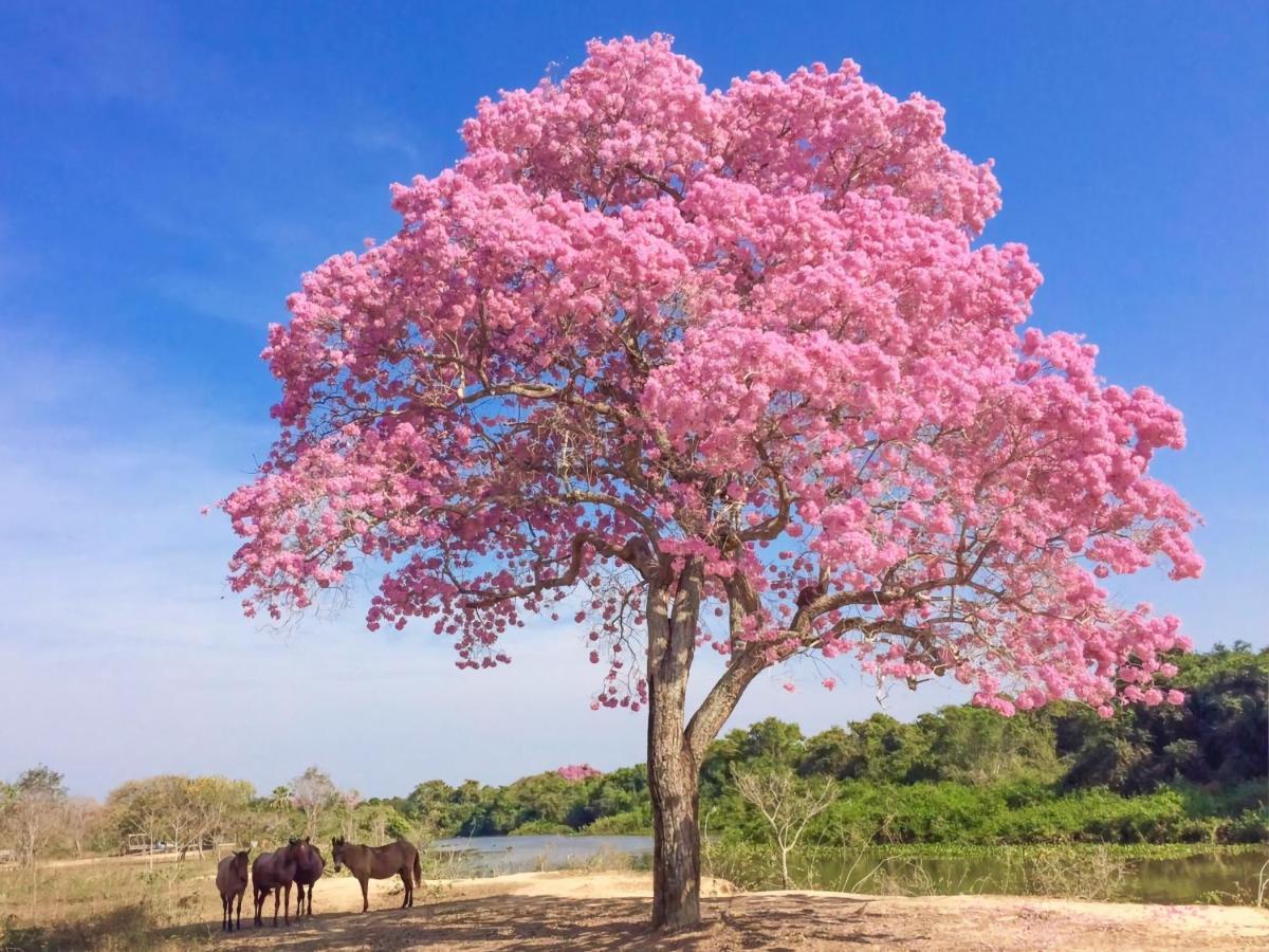 Southwild Pantanal Lodge Pixaim Luaran gambar