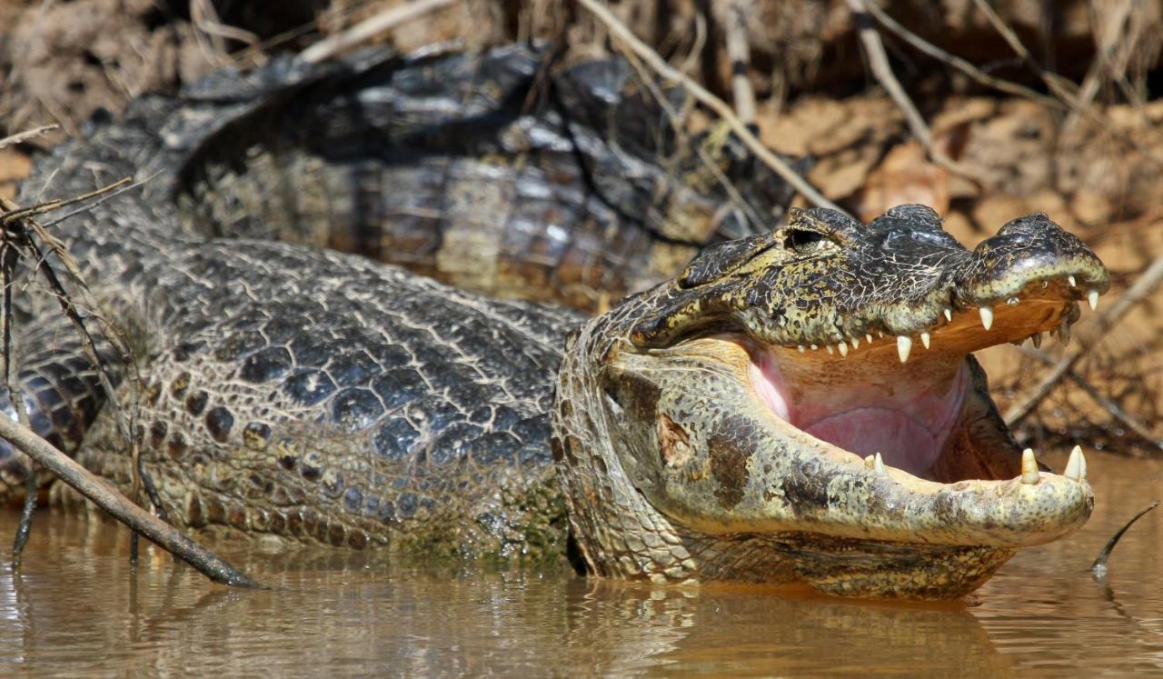 Southwild Pantanal Lodge Pixaim Luaran gambar