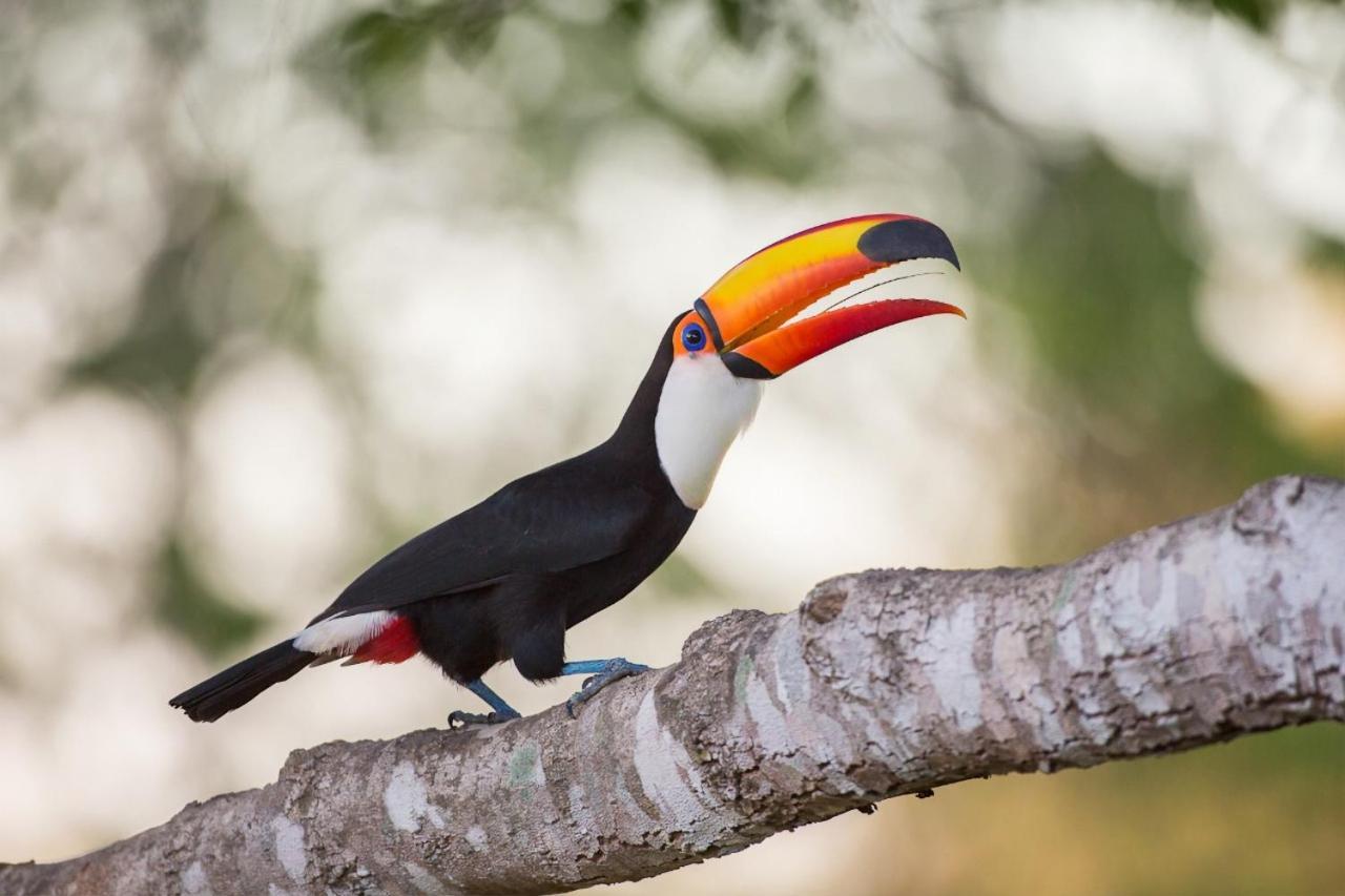 Southwild Pantanal Lodge Pixaim Luaran gambar