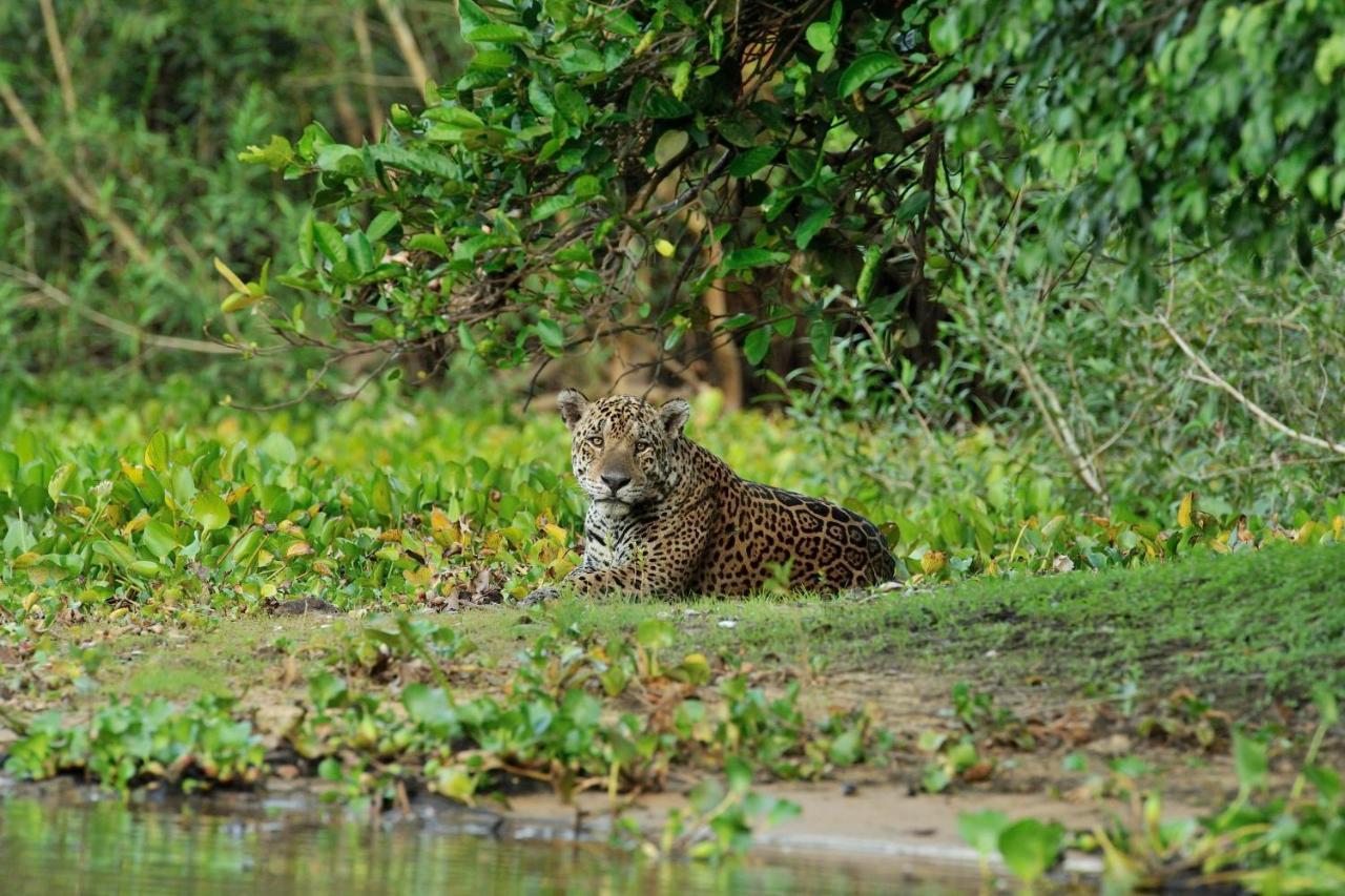 Southwild Pantanal Lodge Pixaim Luaran gambar