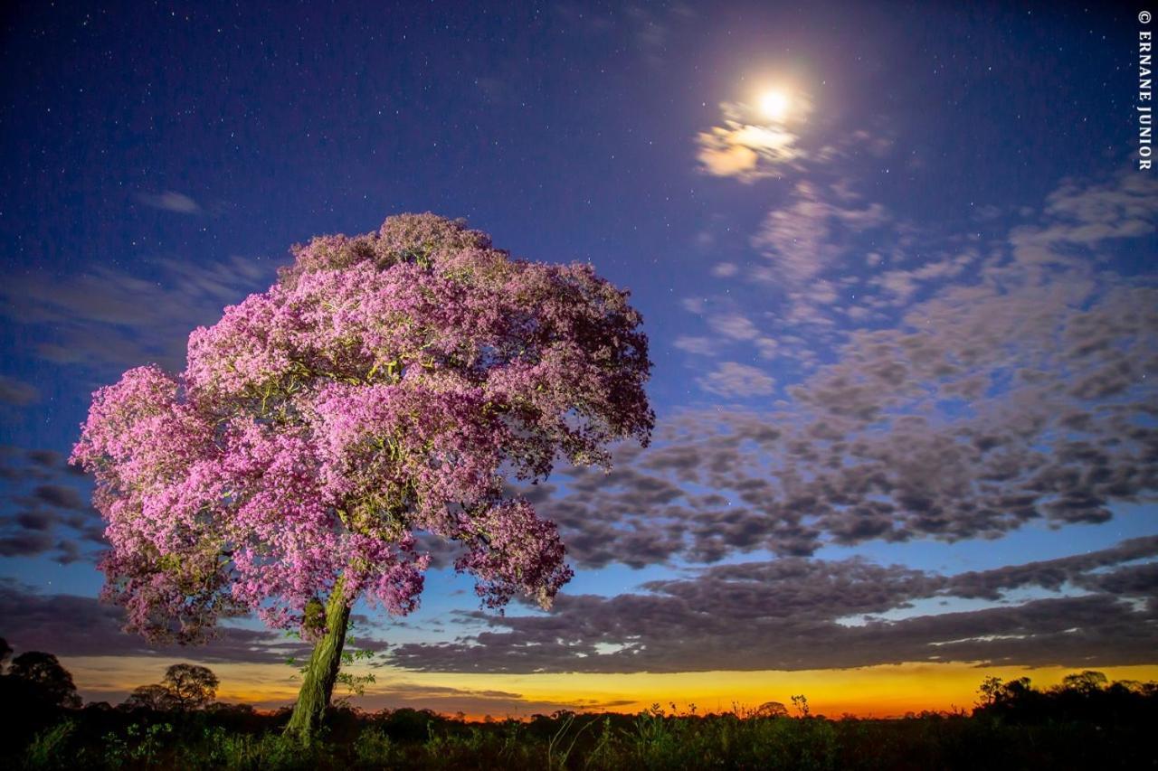 Southwild Pantanal Lodge Pixaim Luaran gambar
