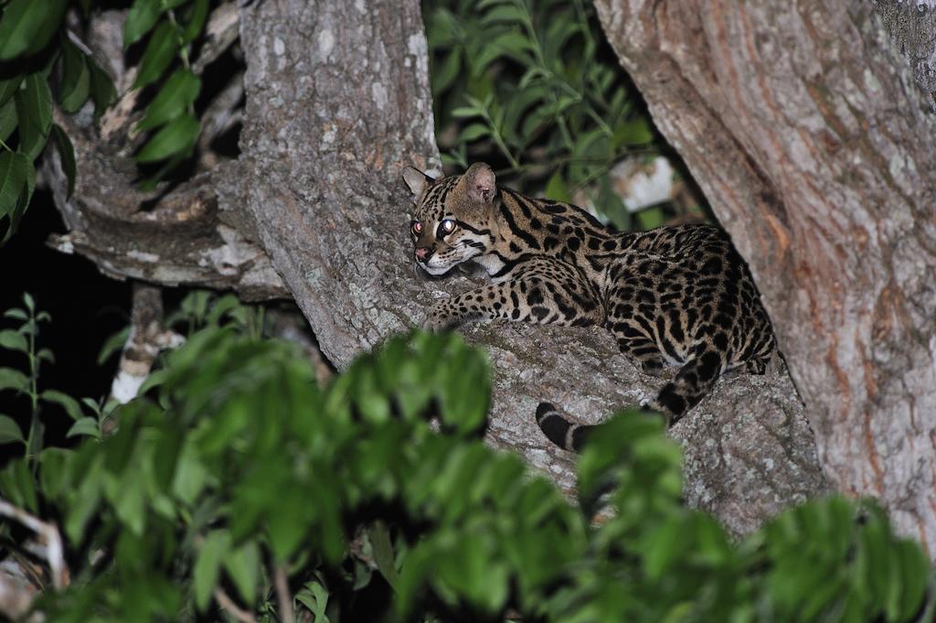 Southwild Pantanal Lodge Pixaim Luaran gambar