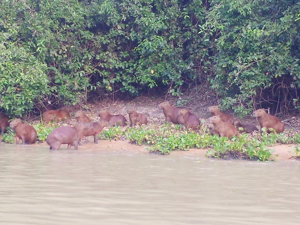 Southwild Pantanal Lodge Pixaim Luaran gambar