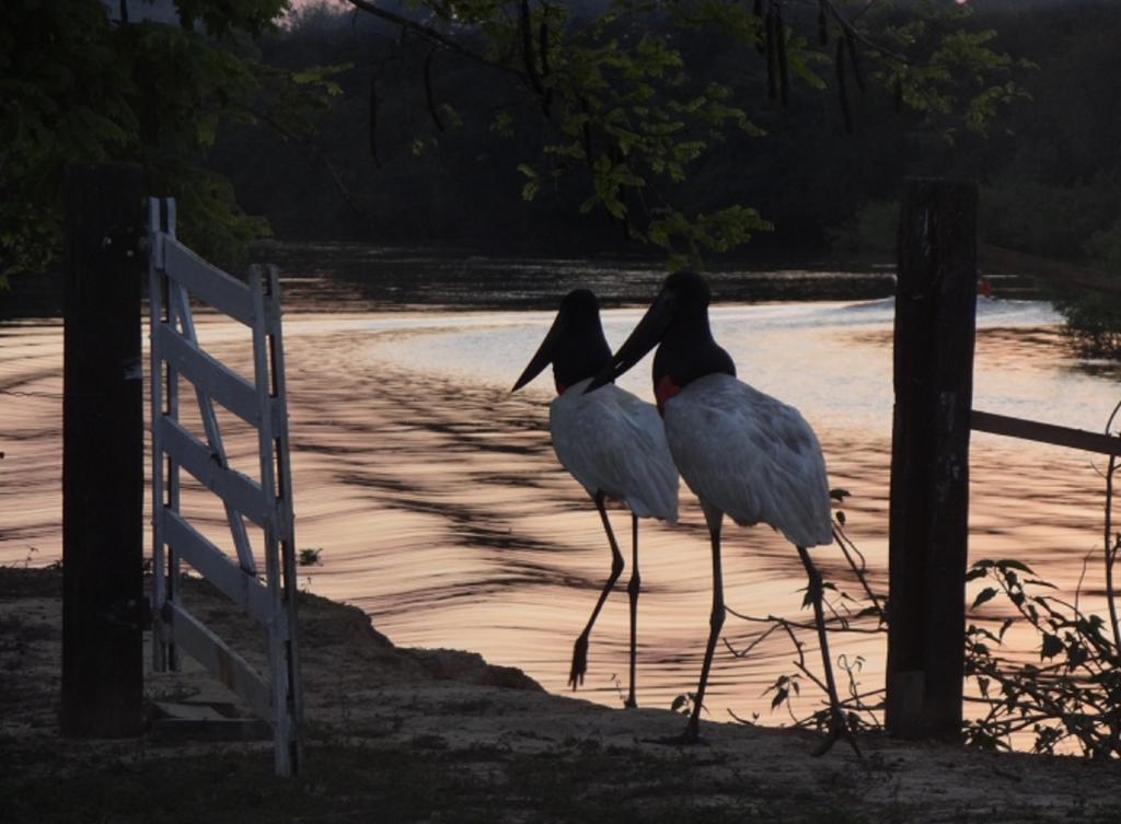 Southwild Pantanal Lodge Pixaim Luaran gambar